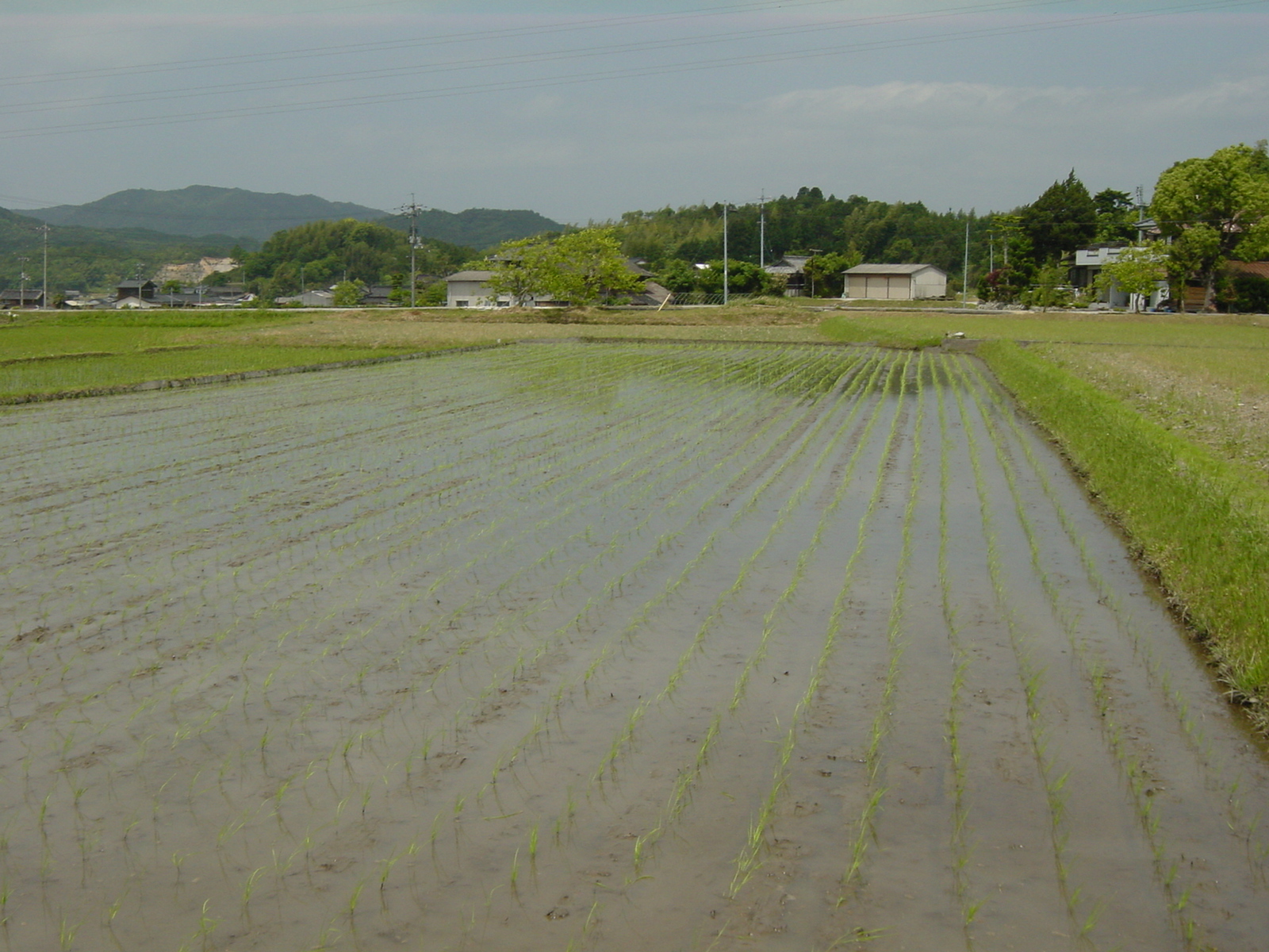 田植え